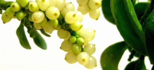 Mistletoe, Waiting to Be Used; &copy; Darwin Bell; Creative Commons Attribution License
