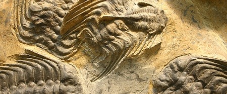 trilobites, © kevinzim, Creative Commons Attribution License trilobites, © kevinzim, Creative Commons Attribution License
